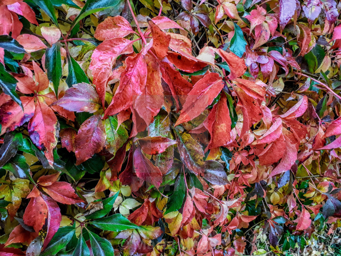 "Autumncolors" stock image