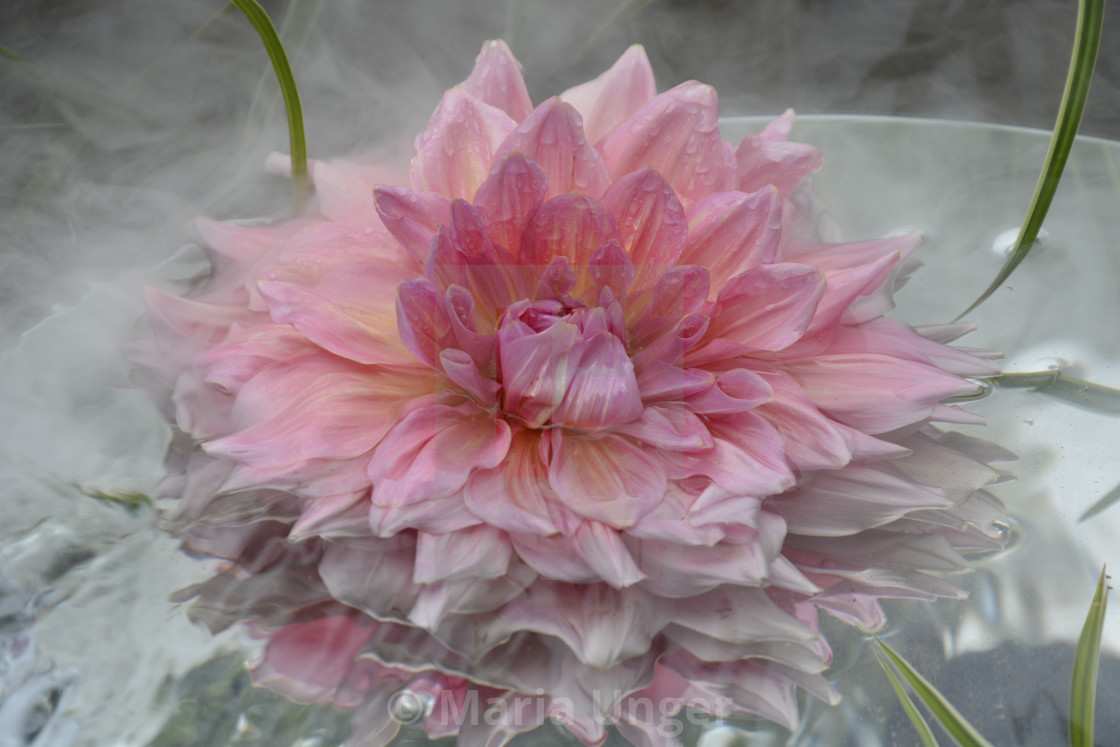 "A dreamy steamy flower" stock image