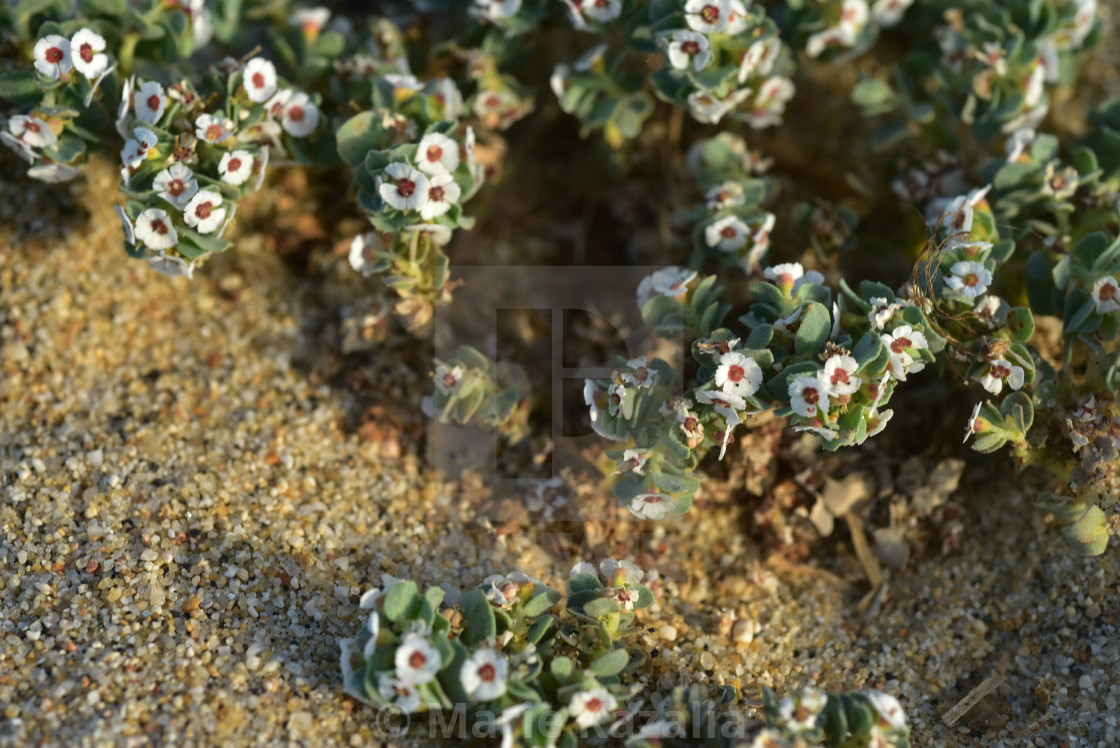 "tiny white flowers close-up detail grow on beach in sand" by Marie Kazalia - £12.40 "tiny white flowers close-up detail grow on beach in sand" stock image