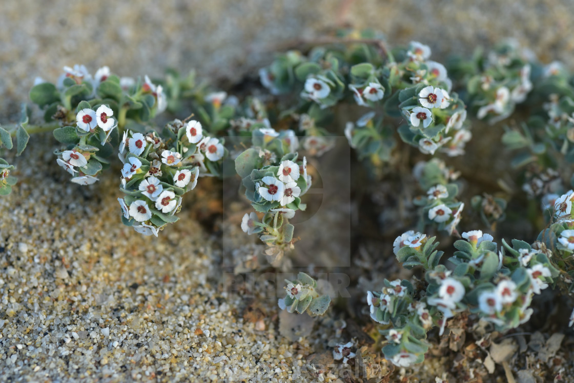 "tiny white flowers close-up detail grow on beach in sand" by Marie Kazalia - £12.40 "tiny white flowers close-up detail grow on beach in sand" stock image