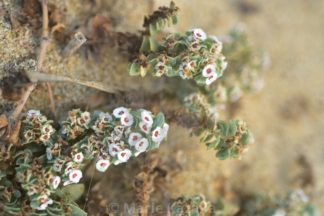 "tiny white flowers close-up detail grow on beach in sand" by Marie Kazalia - £12.40 "tiny white flowers close-up detail grow on beach in sand" stock image
