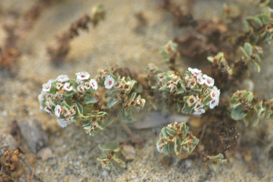 "tiny white flowers blooming on tropical beach Baja, Mexico" by Marie Kazalia - £12.40 "tiny white flowers blooming on tropical beach Baja, Mexico" stock image