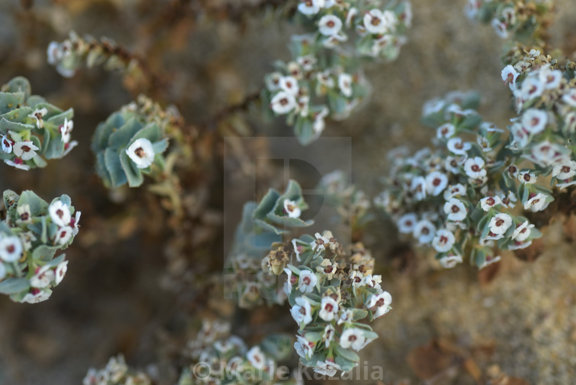 "tiny white flowers blooming on tropical beach Baja, Mexico" by Marie Kazalia - £12.40 "tiny white flowers blooming on tropical beach Baja, Mexico" stock image