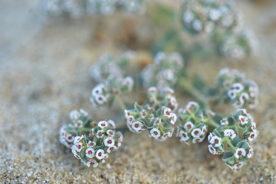 "tiny white flowers blooming on tropical beach Baja, Mexico" by Marie Kazalia - £12.40 "tiny white flowers blooming on tropical beach Baja, Mexico" stock image