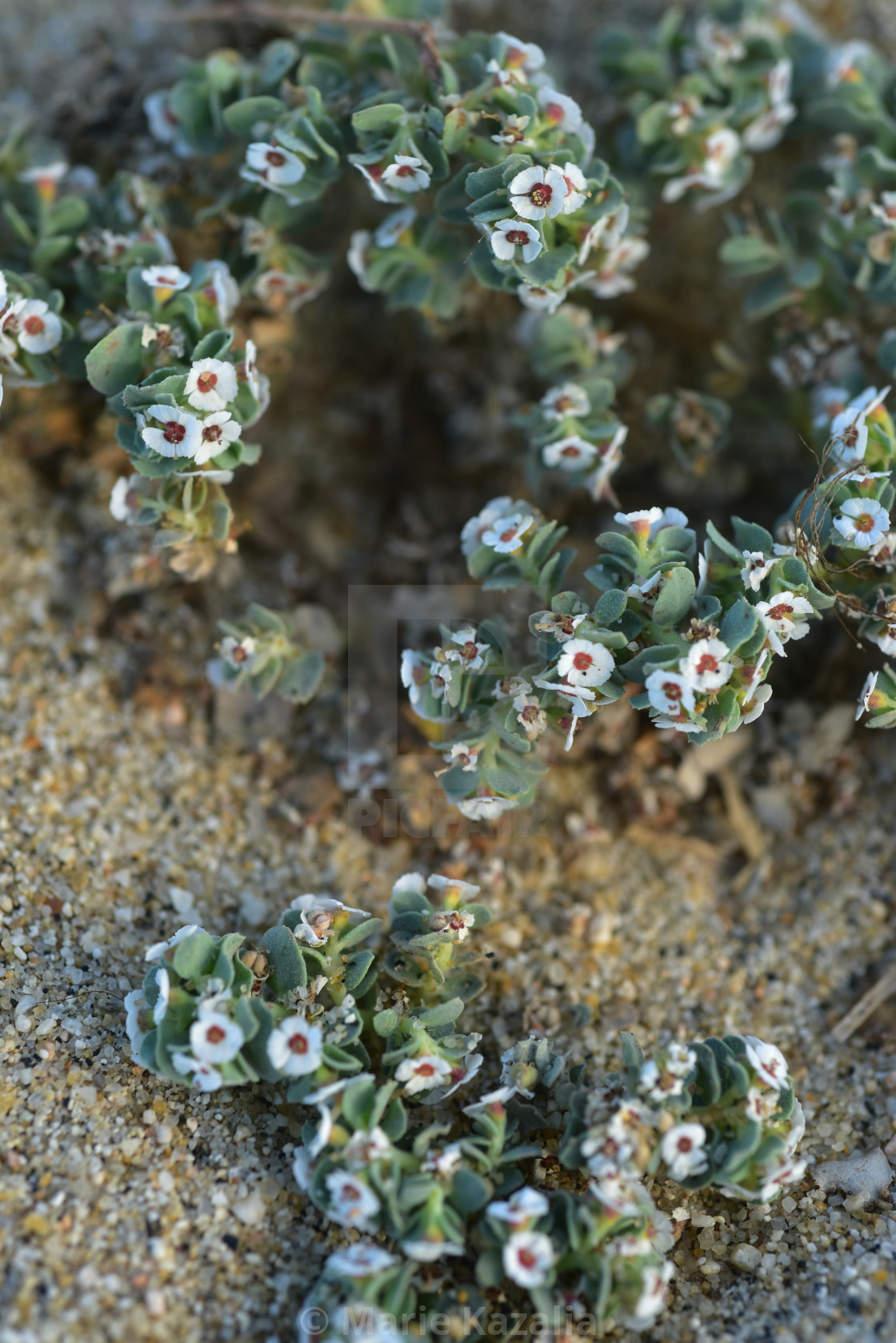"tiny white flowers blooming on tropical beach Baja, Mexico" by Marie Kazalia - £12.40 "tiny white flowers blooming on tropical beach Baja, Mexico" stock image