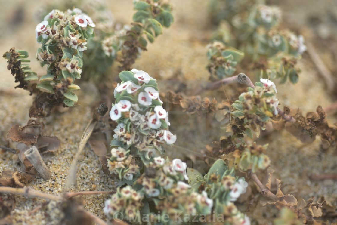 "tiny white flowers blooming on tropical beach Baja, Mexico" by Marie Kazalia - £12.40 "tiny white flowers blooming on tropical beach Baja, Mexico" stock image