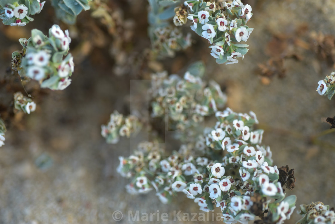 "tiny white flowers blooming on tropical beach Baja, Mexico" by Marie Kazalia - £12.40 "tiny white flowers blooming on tropical beach Baja, Mexico" stock image