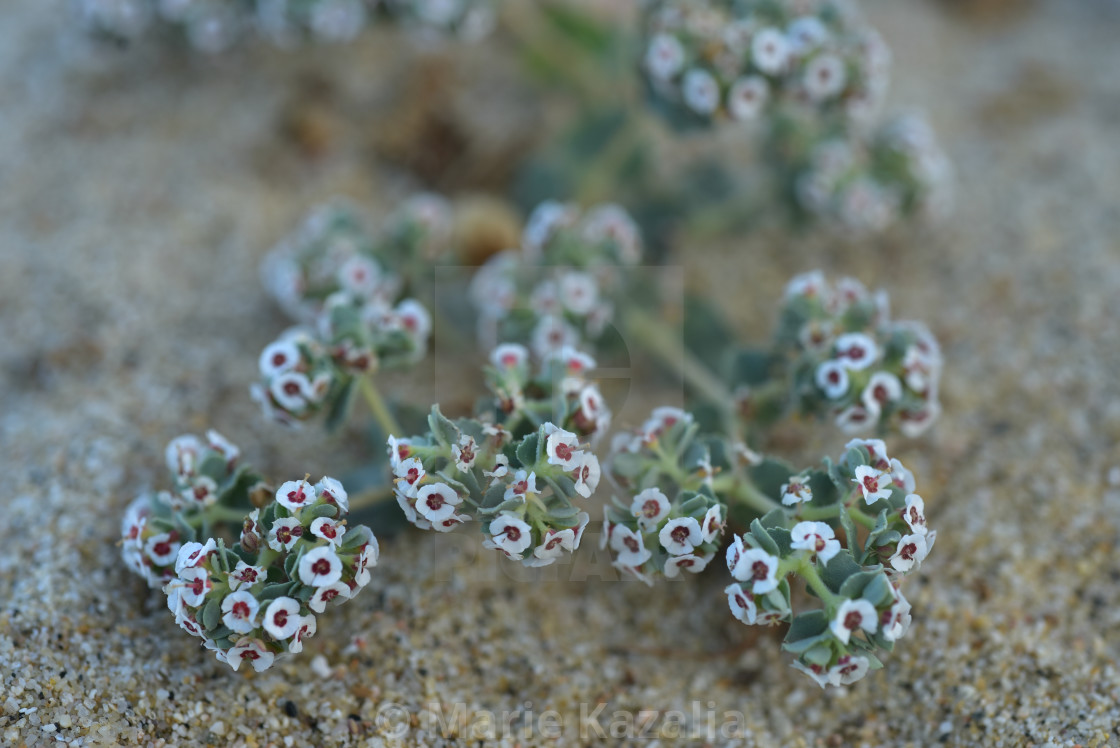 "tiny white flowers blooming on tropical beach Baja, Mexico" by Marie Kazalia - £12.40 "tiny white flowers blooming on tropical beach Baja, Mexico" stock image