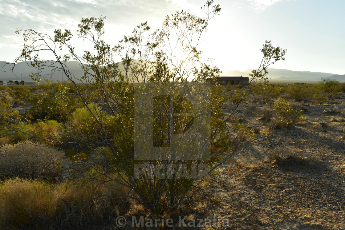 "house at base of mountain range in the town of Pahrump, Nevada, USA" by Marie Kazalia - $15.29 "house at base of mountain range in the town of Pahrump, Nevada, USA" stock image