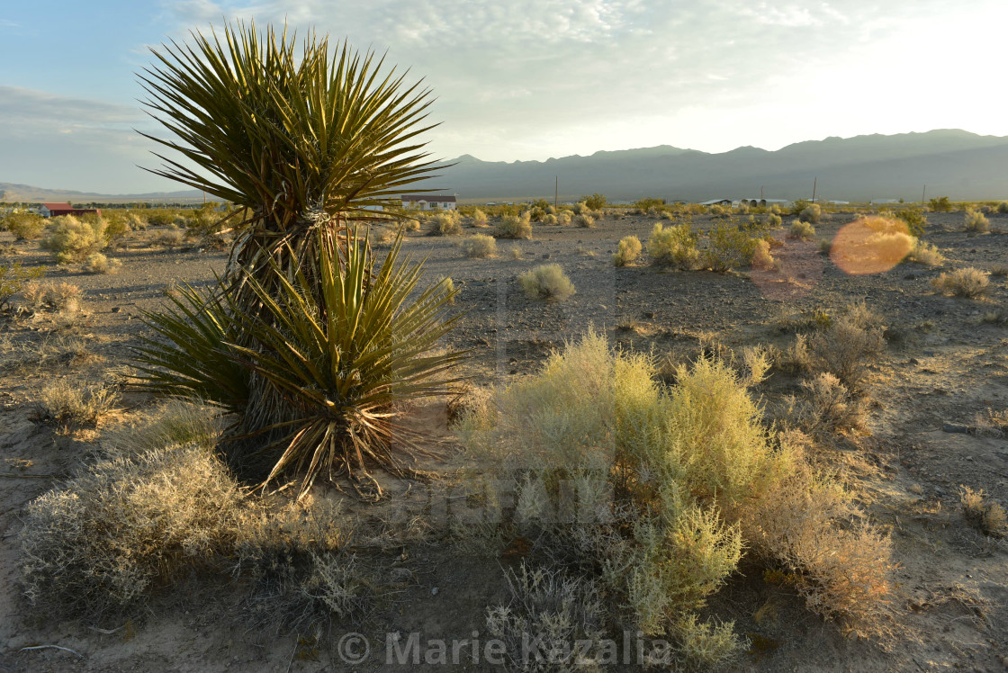 "desert plants in mountain range landscape in valley in the town of Pahrump, Nevada, USA" by Marie Kazalia - $15.29 "desert plants in mountain range landscape in valley in the town of Pahrump, Nevada, USA" stock image