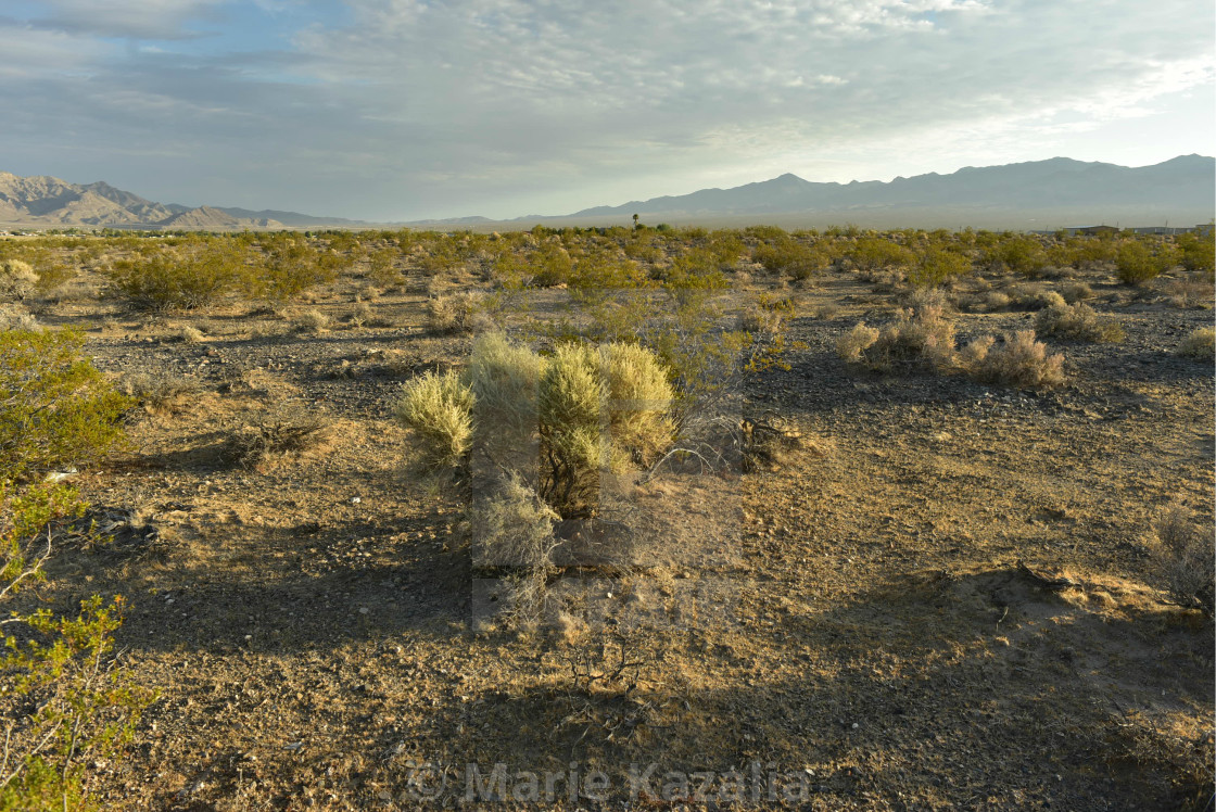"Mojave Desert plants in mountain landscape Pahrump, Nevada, USA" by Marie Kazalia - $15.29 "Mojave Desert plants in mountain landscape Pahrump, Nevada, USA" stock image