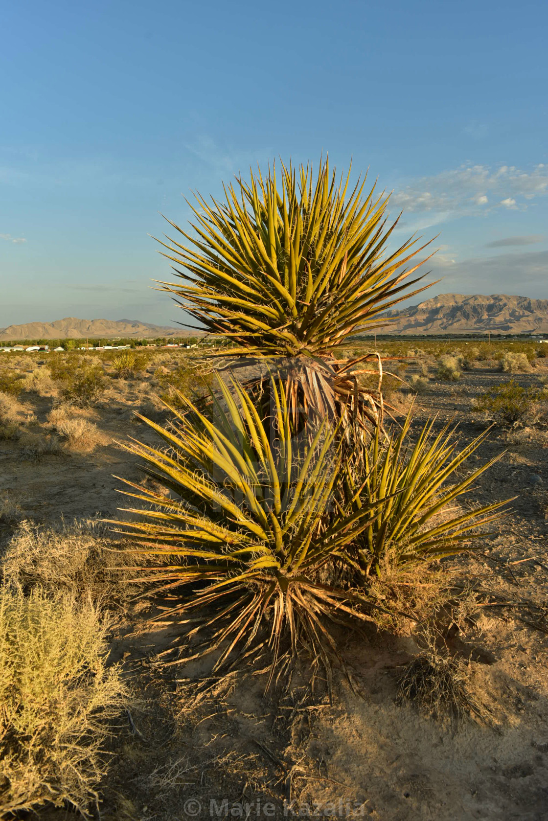 "spiky desert plant growing in the Mojave Desert valley of Pahrump, Nevada, USA" by Marie Kazalia - $15.29 "spiky desert plant growing in the Mojave Desert valley of Pahrump, Nevada, USA" stock image