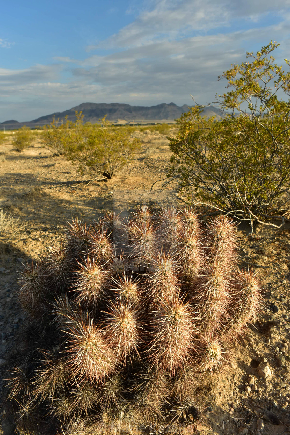"cactus growing in Mojave Desert landscape Nevada, USA" by Marie Kazalia - $15.29 "cactus growing in Mojave Desert landscape Nevada, USA" stock image