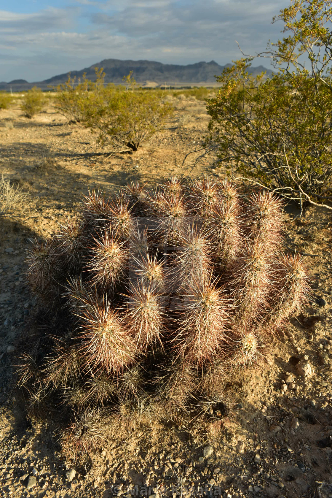"thorny cactus grows in Mojave Desert landscape Nevada" by Marie Kazalia - $15.29 "thorny cactus grows in Mojave Desert landscape Nevada" stock image