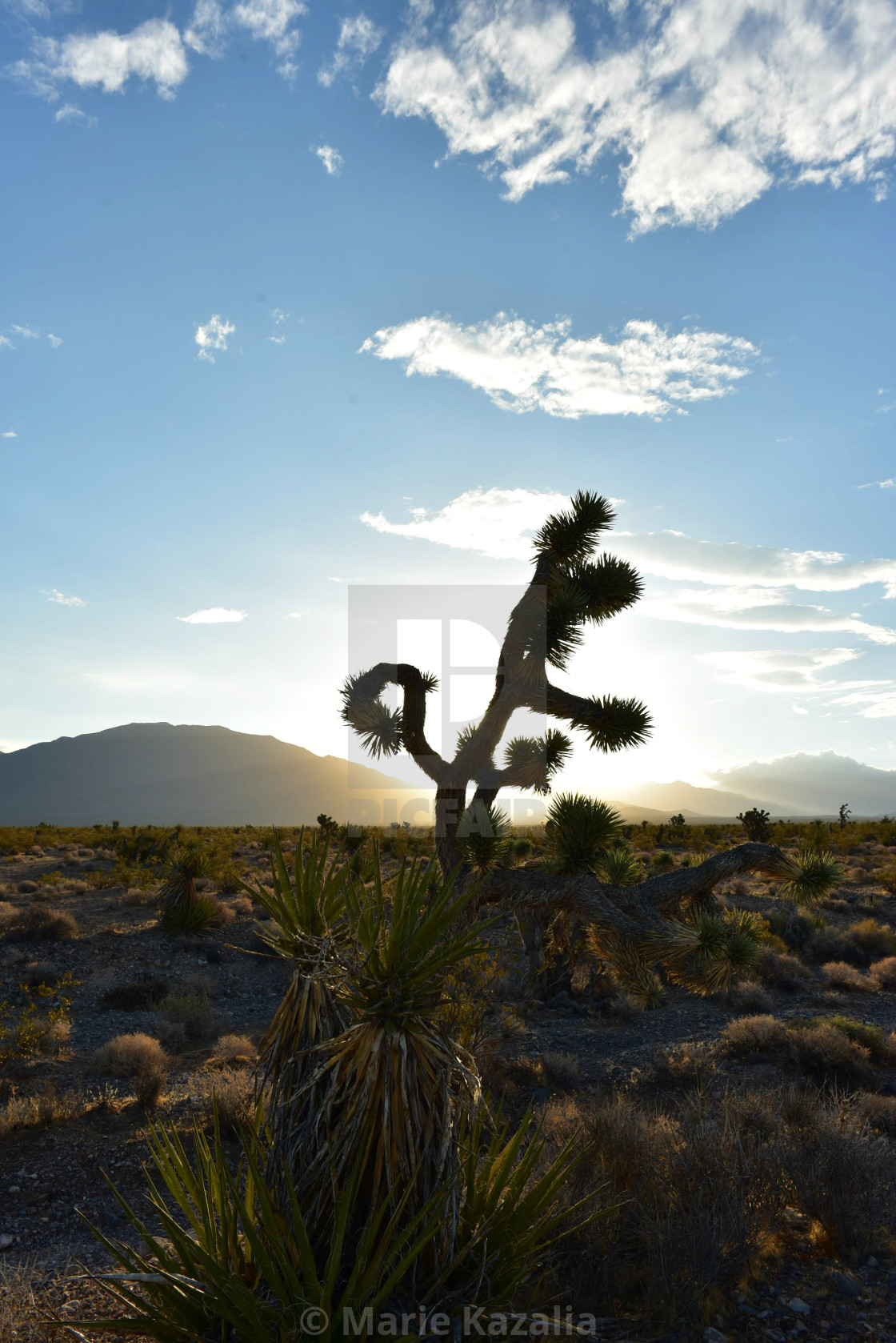 "sunrise sunlight backlit Joshua Tree plant in Mojave Desert" by Marie Kazalia - $15.16 "sunrise sunlight backlit Joshua Tree plant in Mojave Desert" stock image