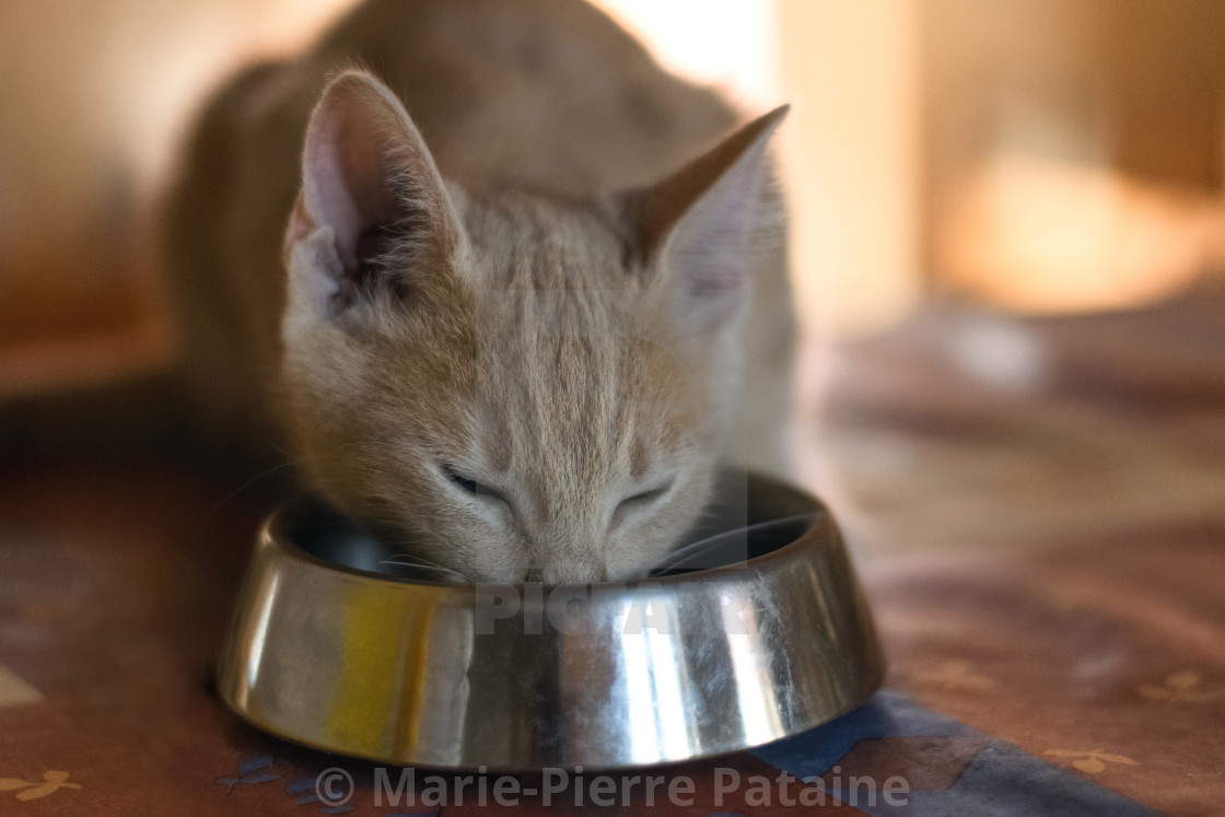 Un Petit Chat Qui Mange License Download Or Print For 13 64 Photos Picfair