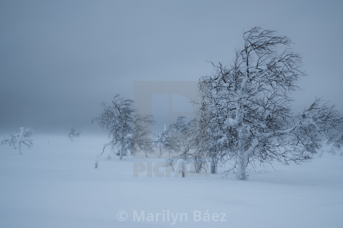 "Winter Storm" stock image