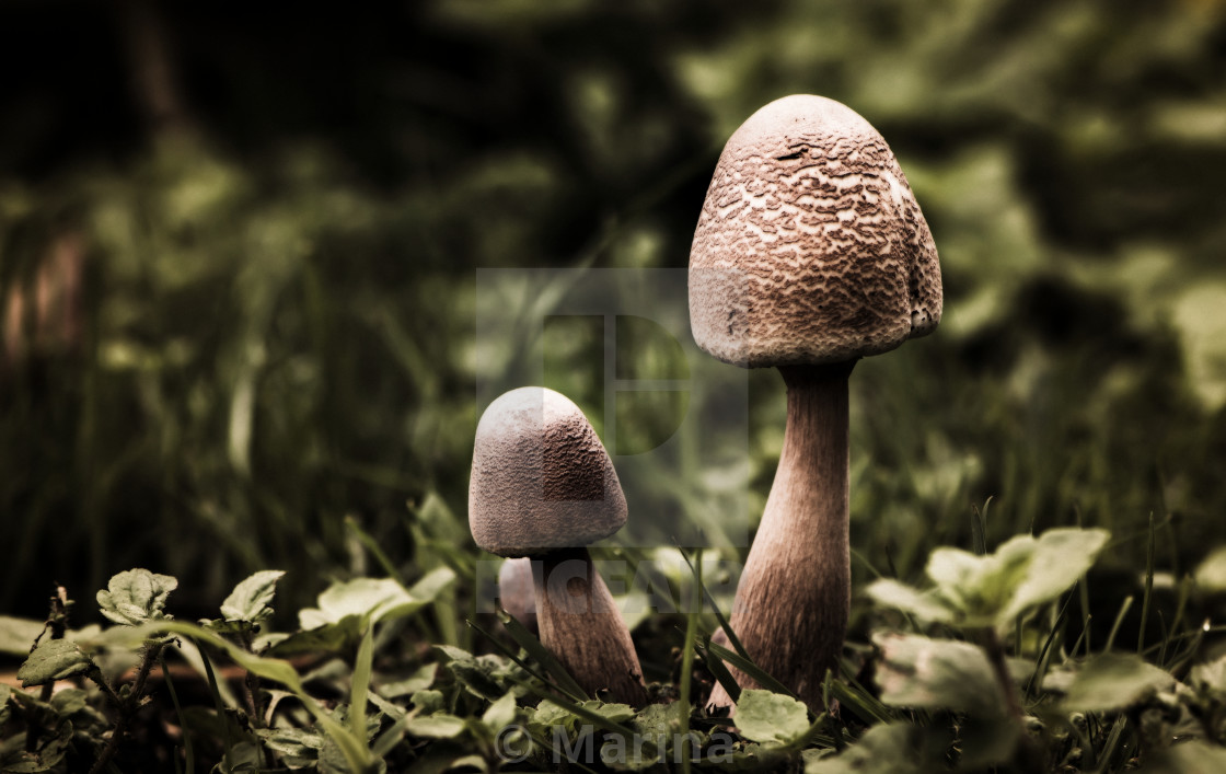 "Mushrooms" stock image