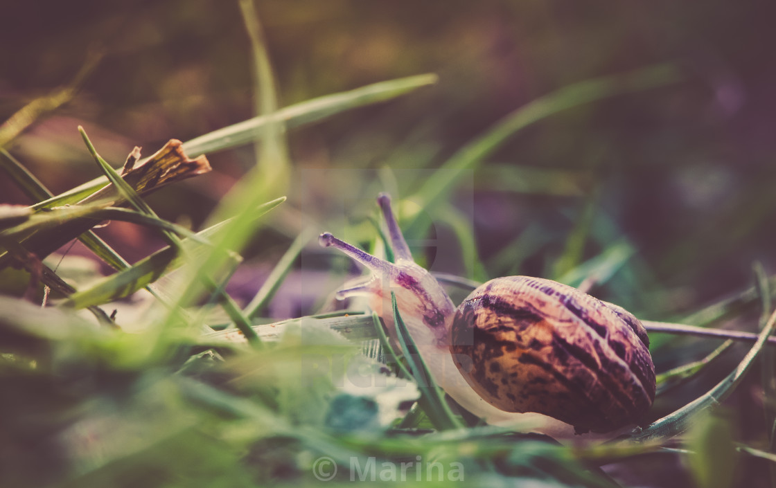 "Snail trials" stock image