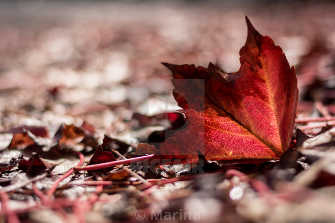 "Red" stock image