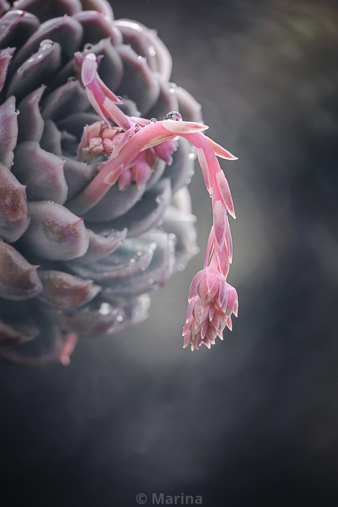 "Succulent Flower" stock image