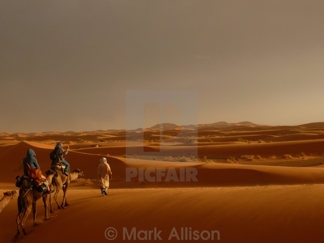 "Sahara camel trek" stock image