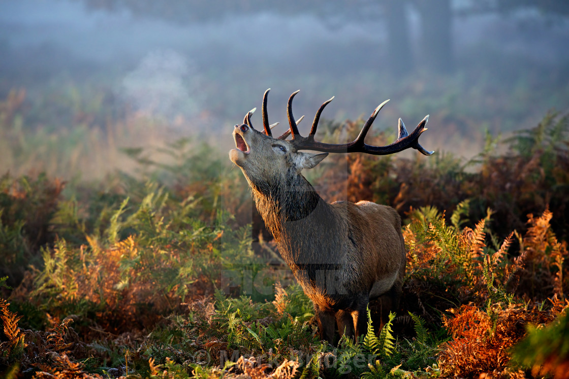 "Red stag roar" stock image