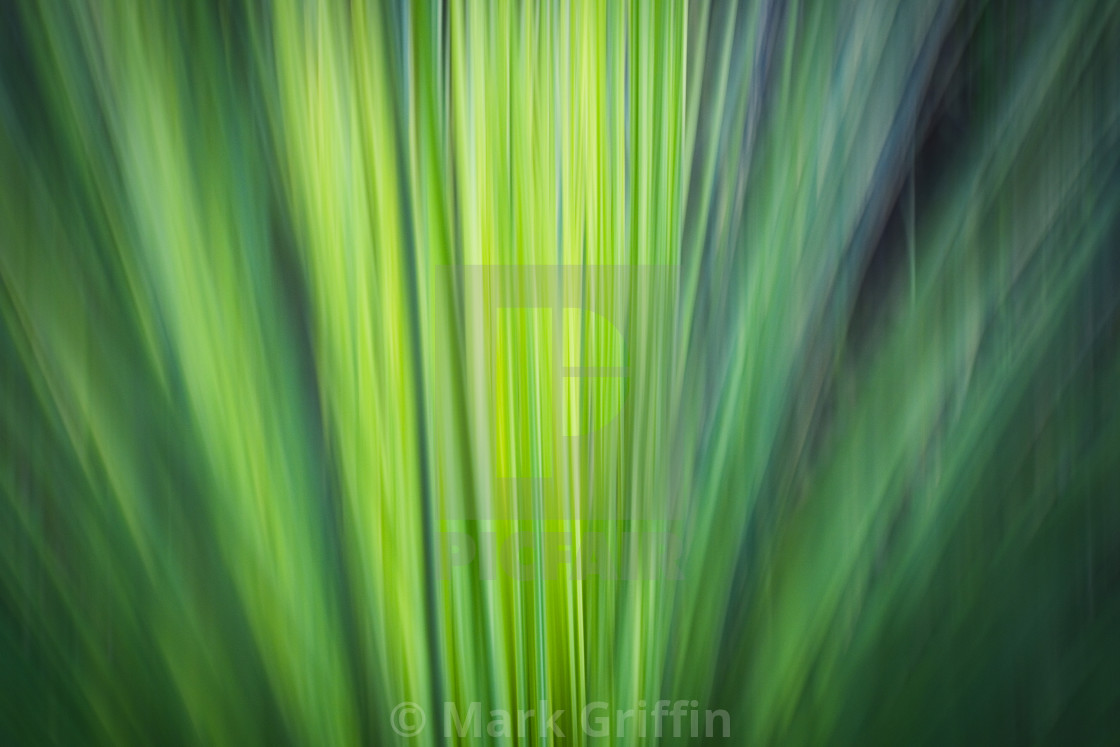 "Grass Tree Abstract" stock image