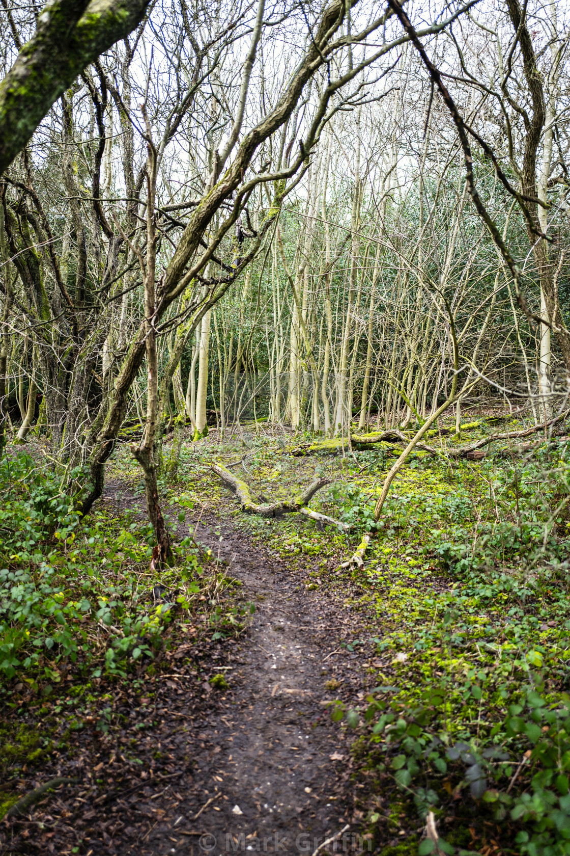 "Woodland Trail" stock image