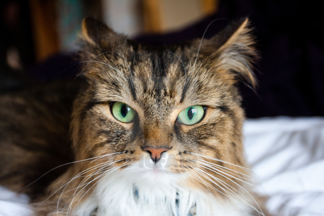 Cat Staring At The Camera With Her Green Eyes License Download
