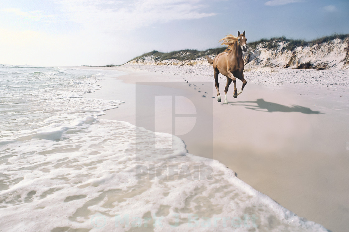 "7007A Arabian stallion on beach" stock image