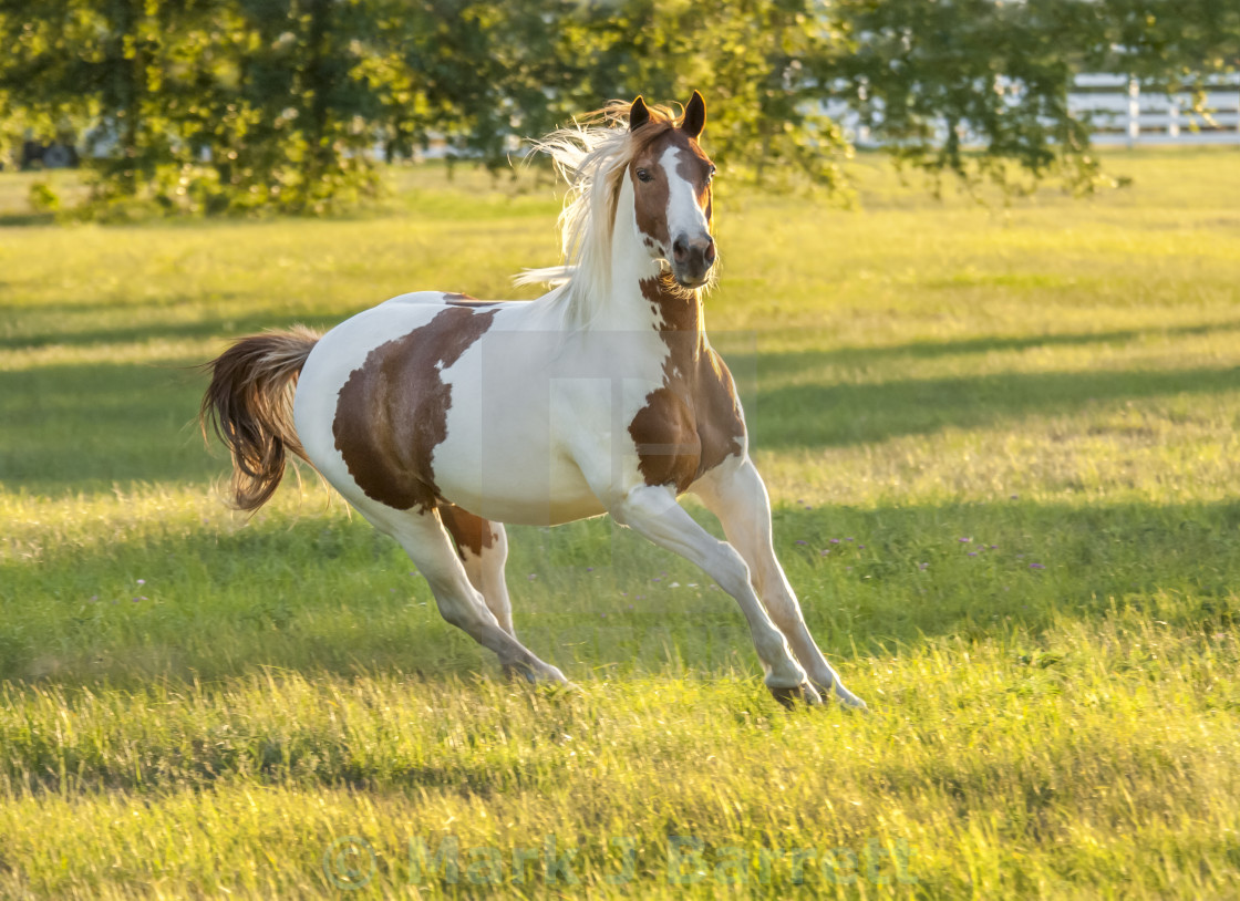 "8476-3 Paint horse stallion" stock image