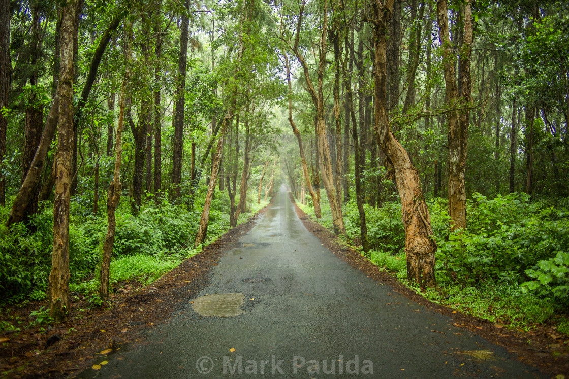"Black River Gorges National Park" by Mark Paulda - $37.66 "Black River Gorges National Park" stock image