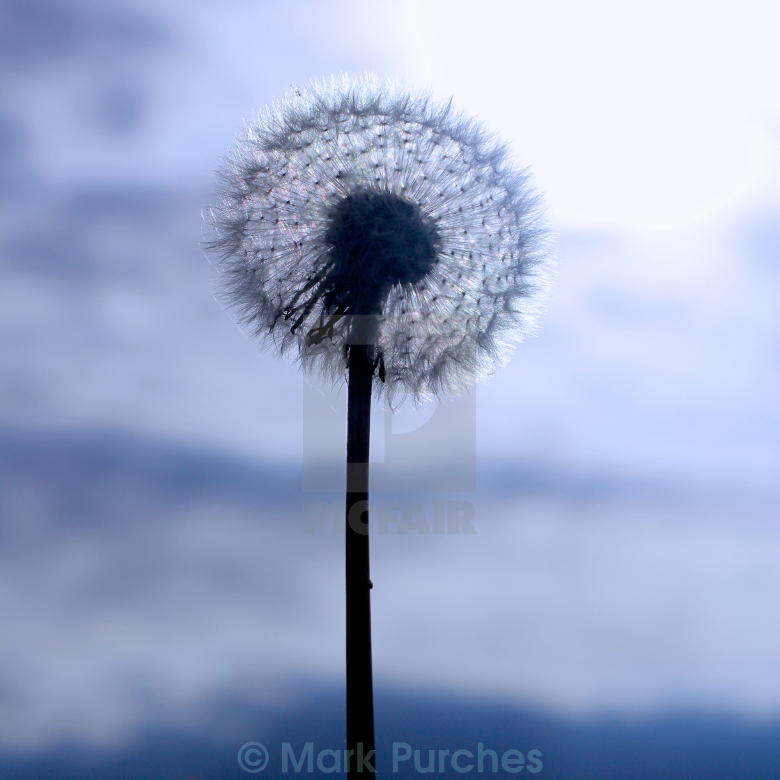 "Autumn Dandelion Seed Head" stock image