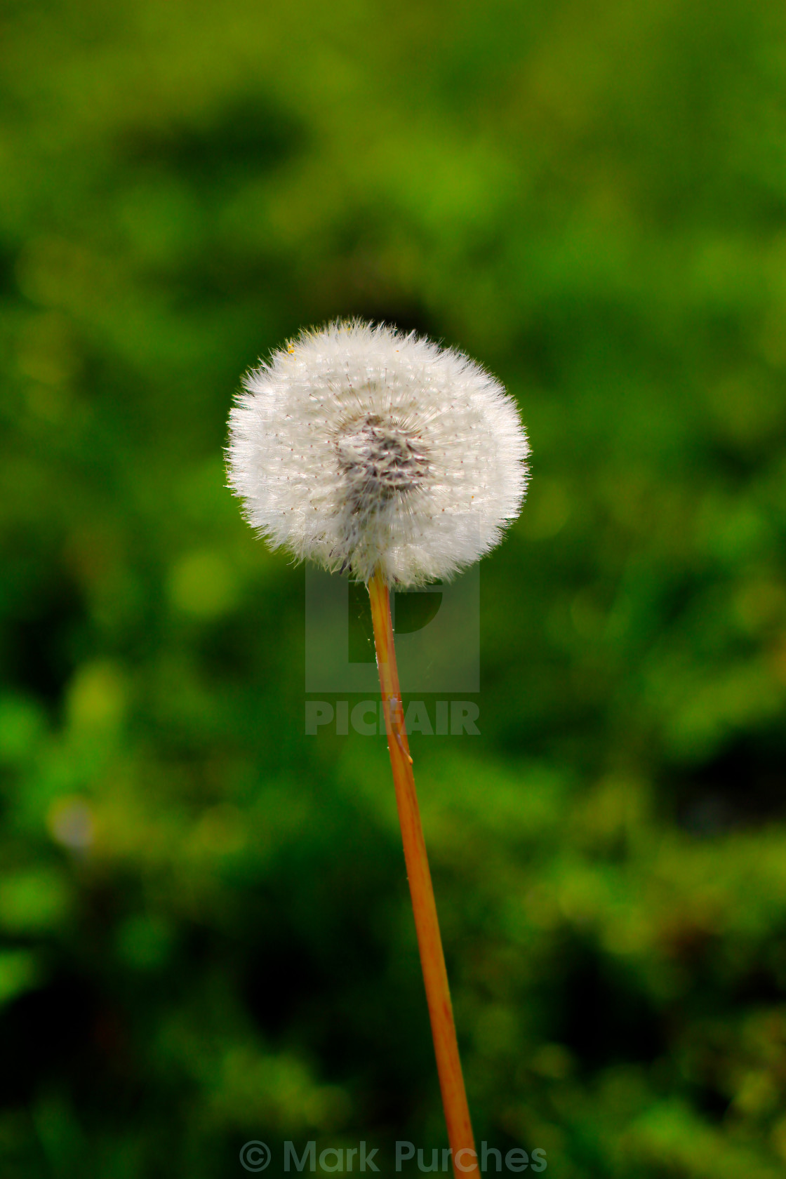 "Autumn Dandelion Blow Ball" stock image