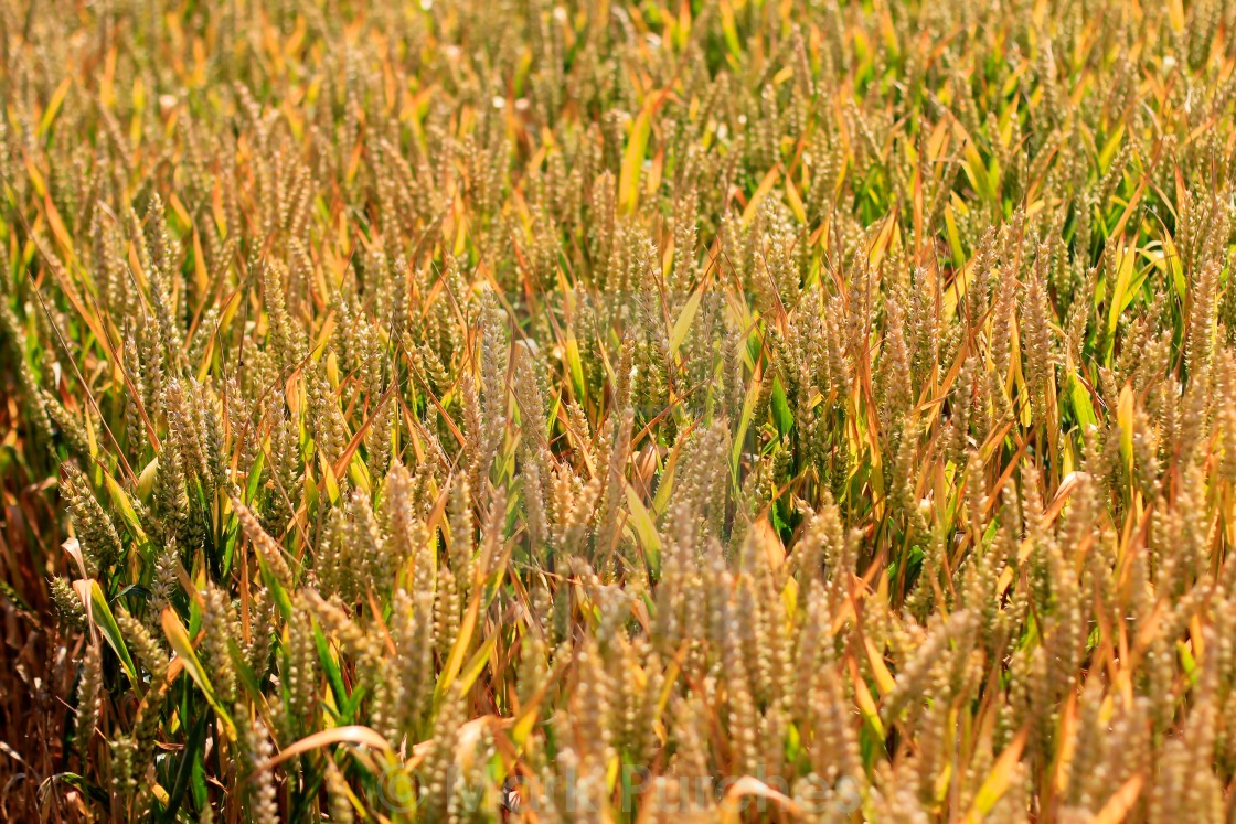 "Wheat Crop Field" stock image