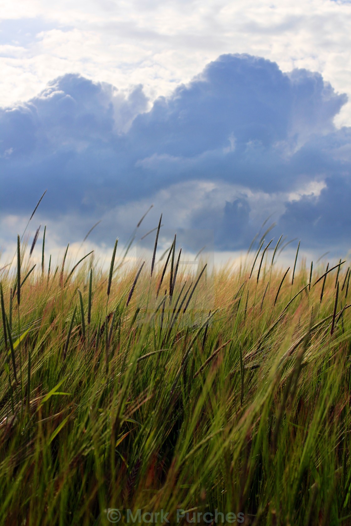 "Barley Crop Growing Under Cloudy Sky Detail" stock image