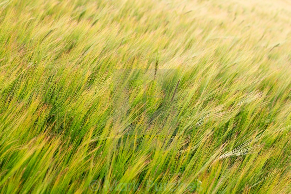 "Green Field of Barley Crop Texture" stock image