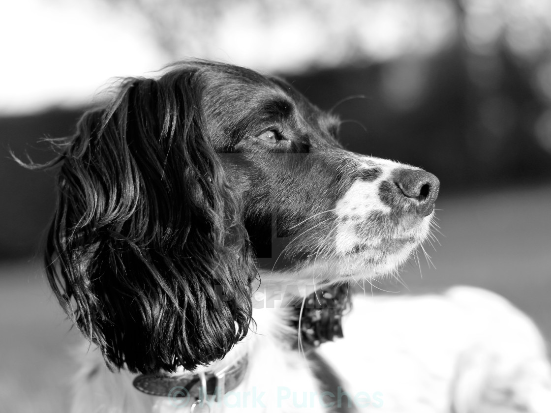 "Springer Spaniel dog" stock image