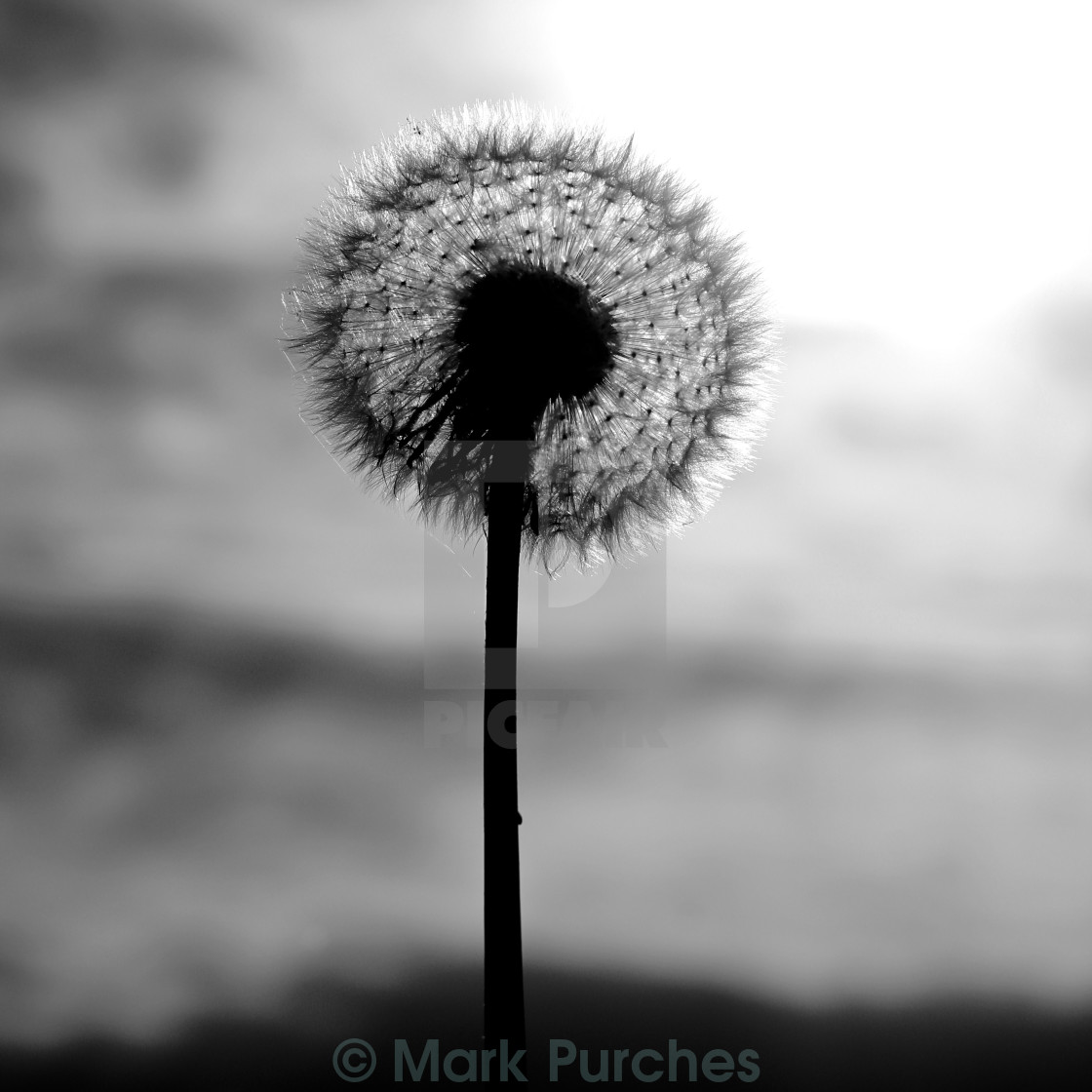 "Autumn Dandelion Seed Head" stock image