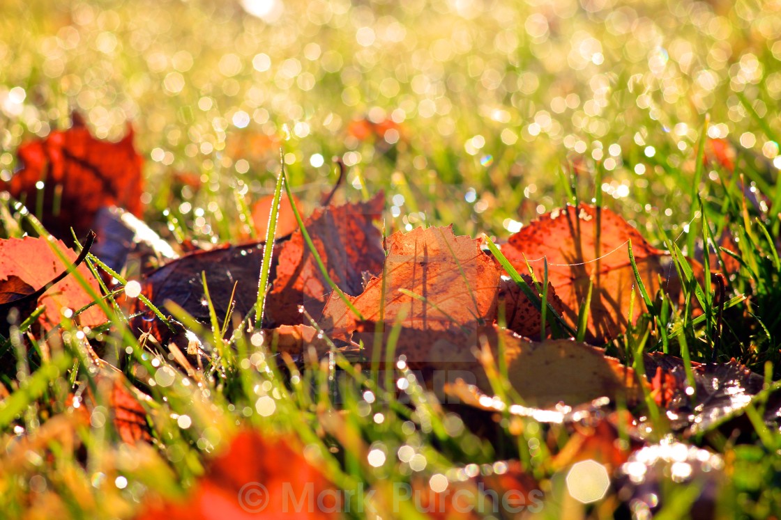 "Autumn Fall Leaves on Grass with Morning Dew Drops" stock image