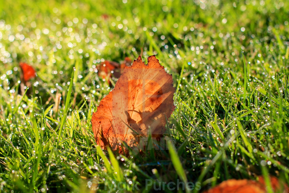 "Autumn Fall Leaf on Grass with Morning Dew Drops" stock image