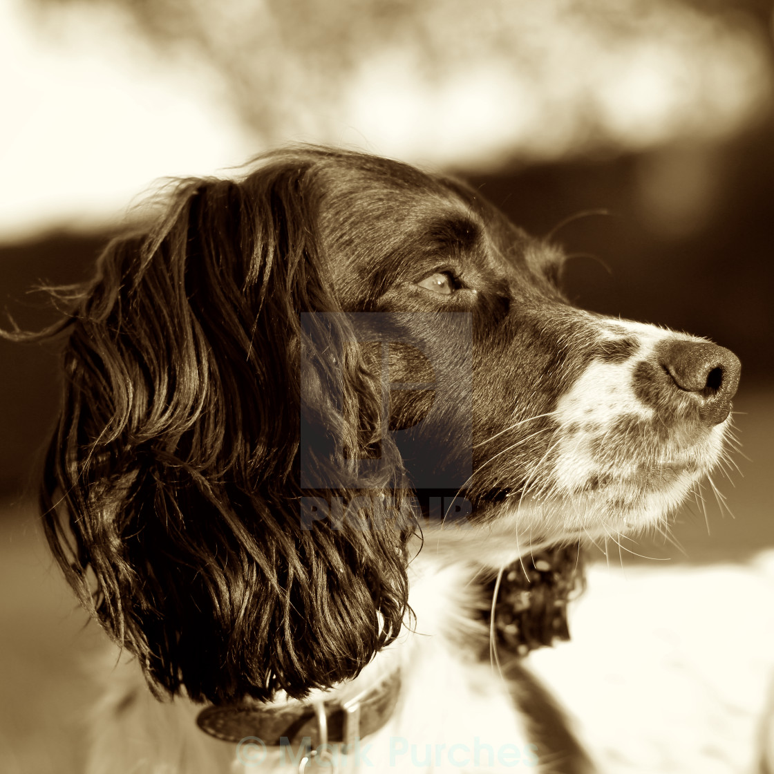 "Springer Spaniel Dog Sepia Square" stock image