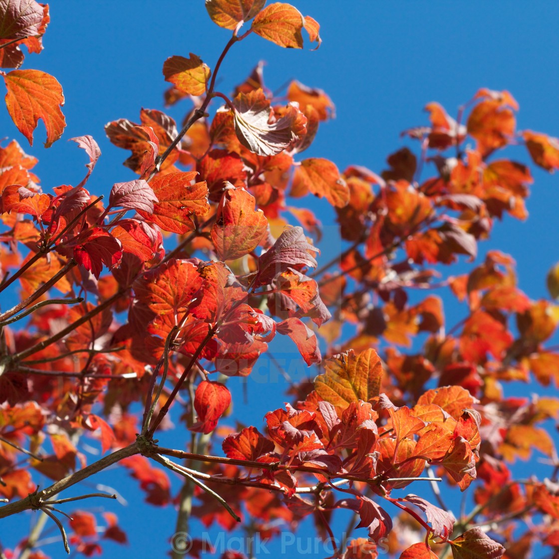 "Red and Orange Autumn Leaves Square" stock image