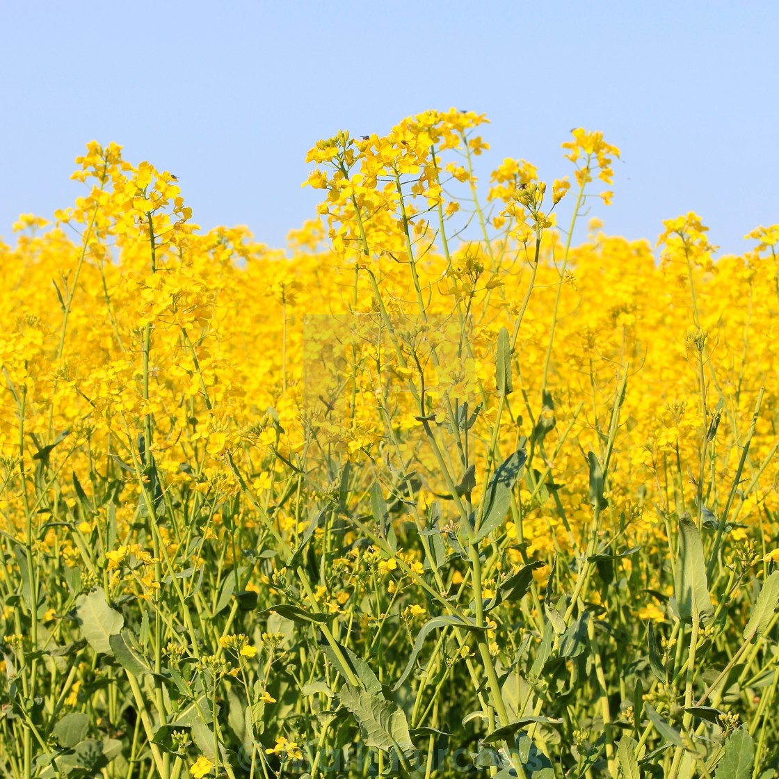 "Three Stripes of Blue Sky Yellow and Green Rapeseed Crop" stock image