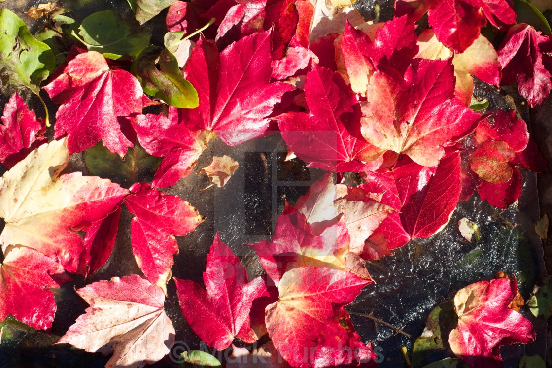 "Vivid Red Autumn Leaves Scattered on Ice" stock image