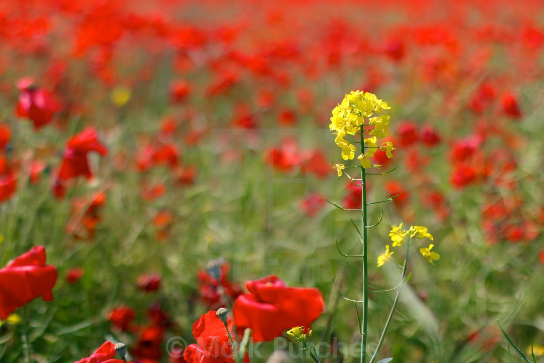 "Red Poppies in Wild Poppy Fields" stock image
