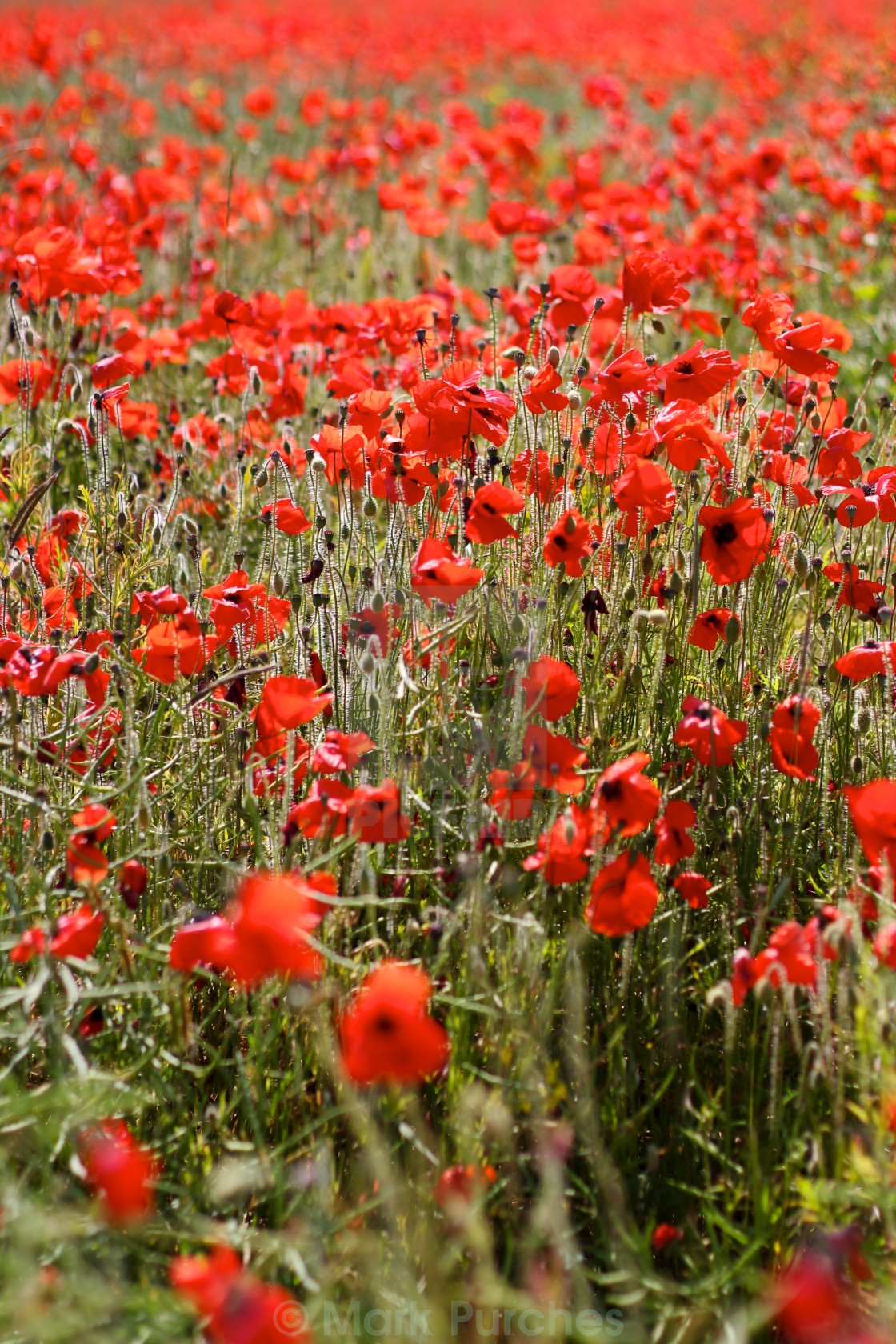 "Red Poppies in Wild Poppy Fields" stock image