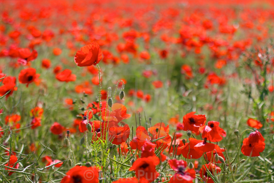 "Red Poppies in Wild Poppy Fields" stock image