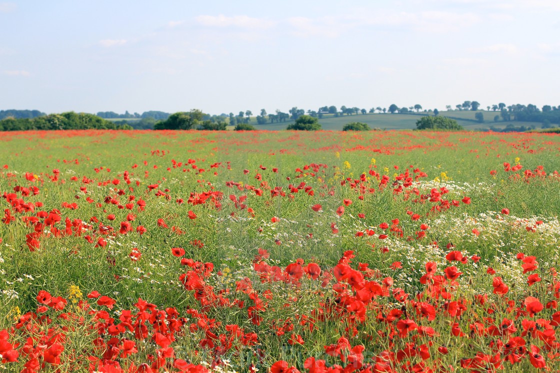 "Red Poppies in Wild Poppy Fields" stock image